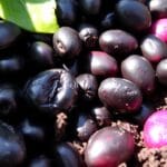 Why do black beans turn purple